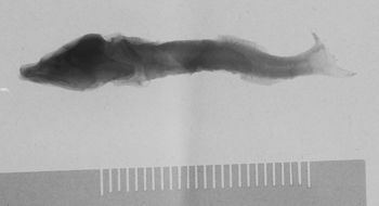 Media type: image; Ichthyology 128294 Description: lateral;